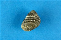 藏品(草蓆鐘螺)的圖片